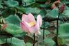 Lotus Flower Pond