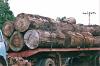 Pine Timber Exported