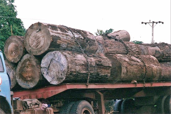 Pine Timber Exported
