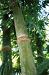 Bamboo-Many Varieties