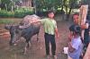 Boy Tending Water Buffalo