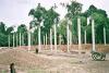 STRAIGHT COLUMNS