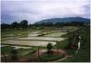 Wet Rice Farming