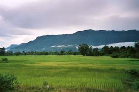 Rice_Fields_2008.jpg